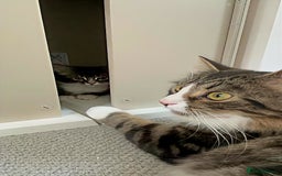 Siberian cats for sale: Adorable Siberian Forest Mix Kittens - Image 17