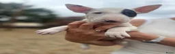 English Bull Terrier dogs for sale: ENGLISH BULL TERRIER PUPPYS - Advert 5