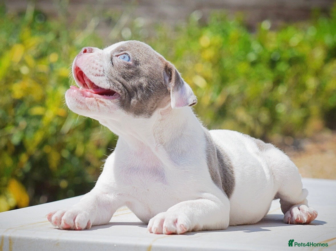 Old Tyme Bulldog dogs 23 years 5⭐️licensed Registered Breeder.  - Advert 5