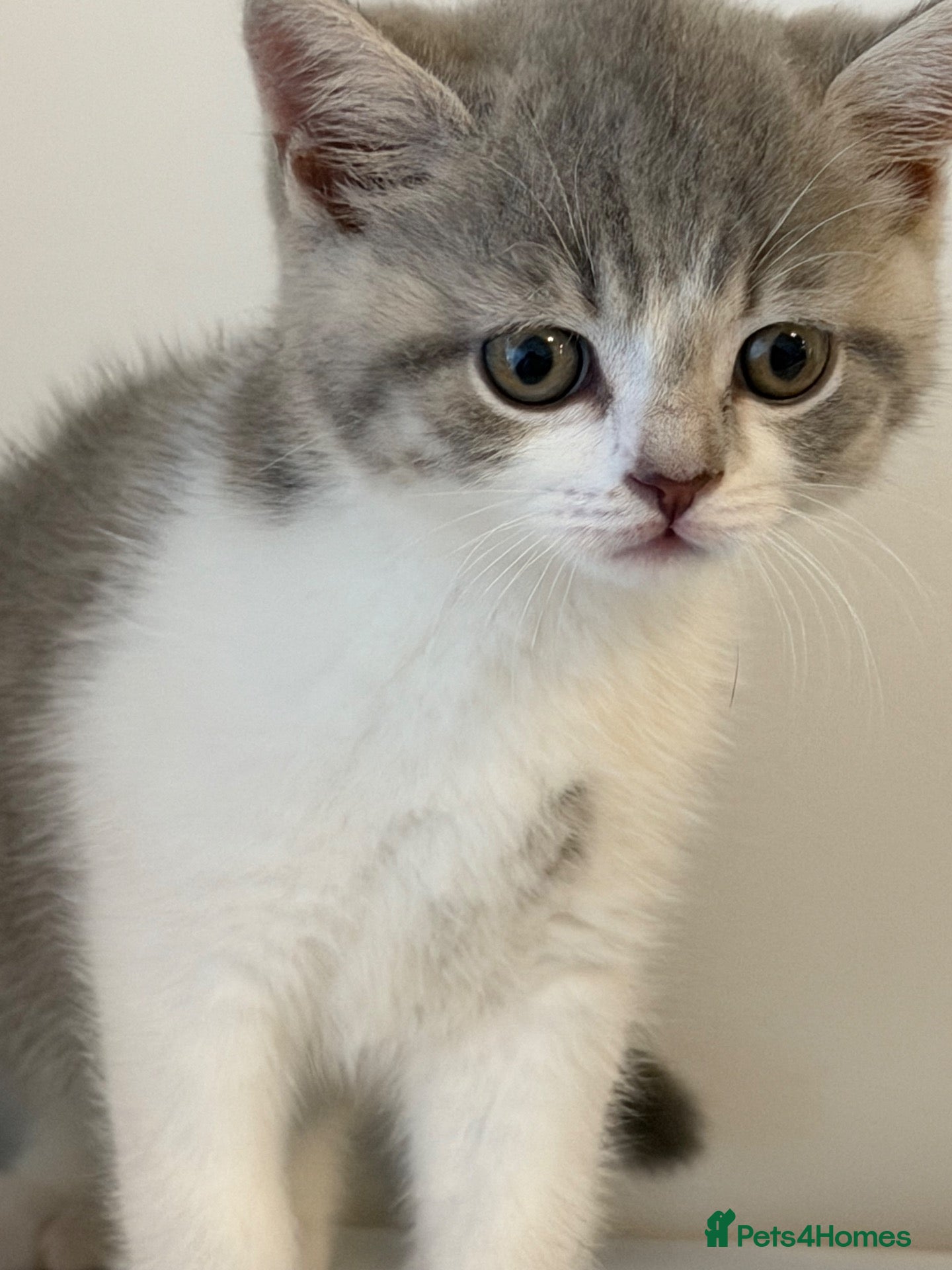 British Shorthair cats BSH kittens 💝 5 🌟🌟🌟🌟🌟 - Advert 6