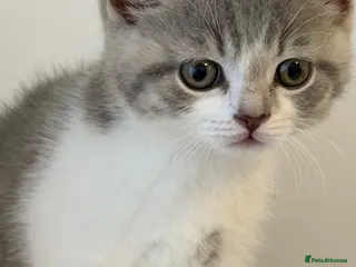 British Shorthair cats BSH kittens 💝 5 🌟🌟🌟🌟🌟 - Advert 6