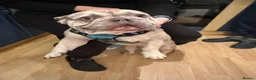 French Bulldog dogs for sale: 3 French bulldogs  - Advert 6