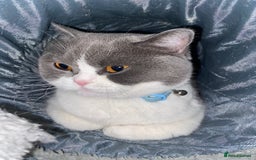 British Shorthair cats for sale: Bi Colour British Shorthair Female  - Image 2