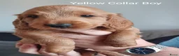 Cockapoo dogs for sale: Miniature cockapoo puppies  - Advert 6