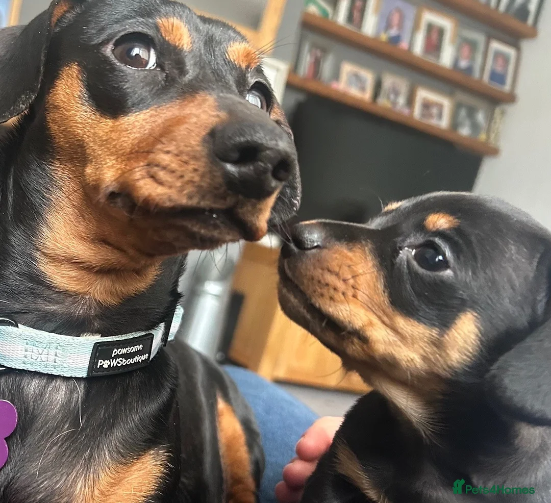 Mixed Breed dogs for sale: Beautiful Miniature Dachshund Girl  - Advert 1