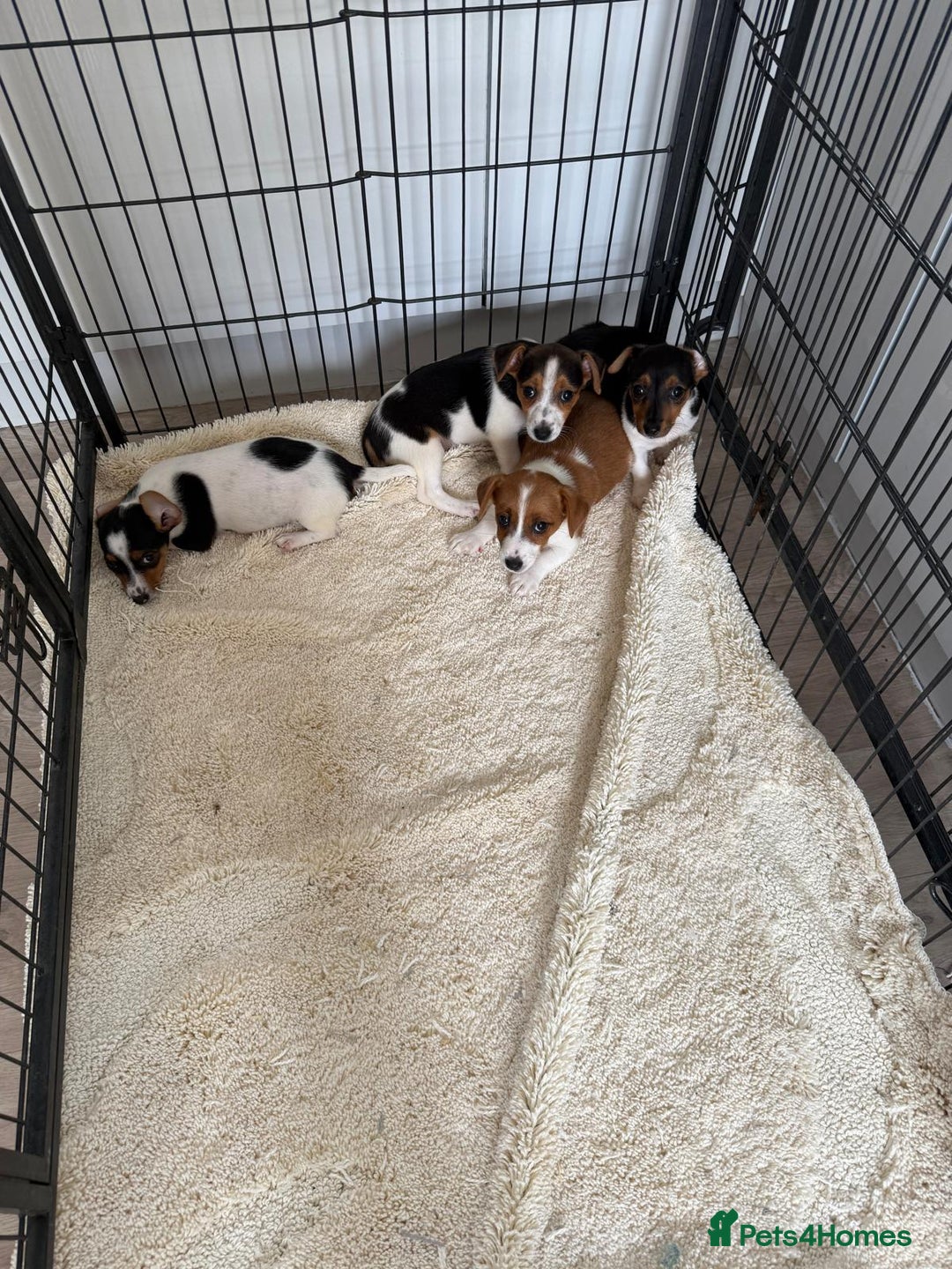 Jack Russell dogs for sale: Full breed jack Russell puppies for sale - Image 5