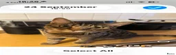 Mixed Breed cats for sale: FREE!!!!!! Bengal cross male , bsh cross female  in Baldock - Advert 5