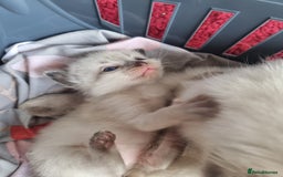 Ragdoll cats for sale: Ragdoll Kittens  - Image 4