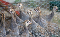 Mixed Breed birds for sale: Guinea Fowl  - Image 1