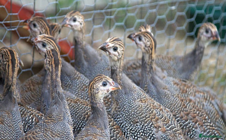 Mixed Breed birds for sale - Advert 1