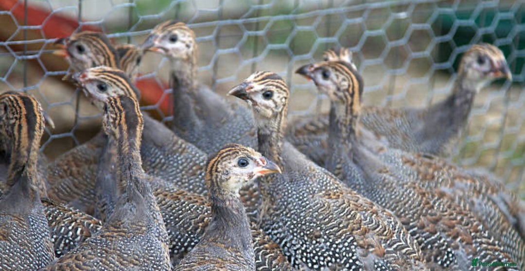 Mixed Breed birds for sale: Guinea Fowl  - Image 1