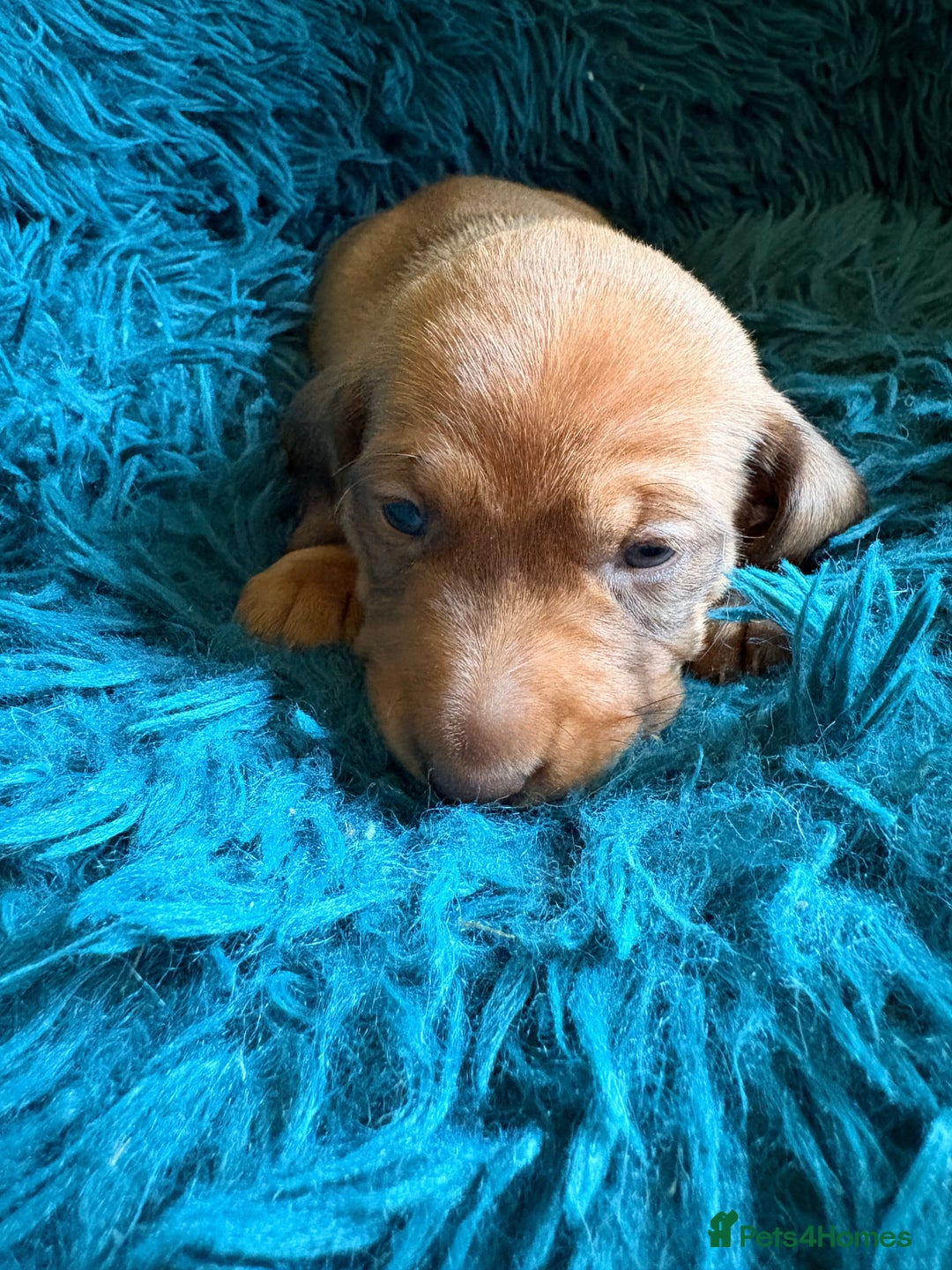 Dachshund dogs for sale: Miniature Smooth Haired Dachshunds  - Advert 11