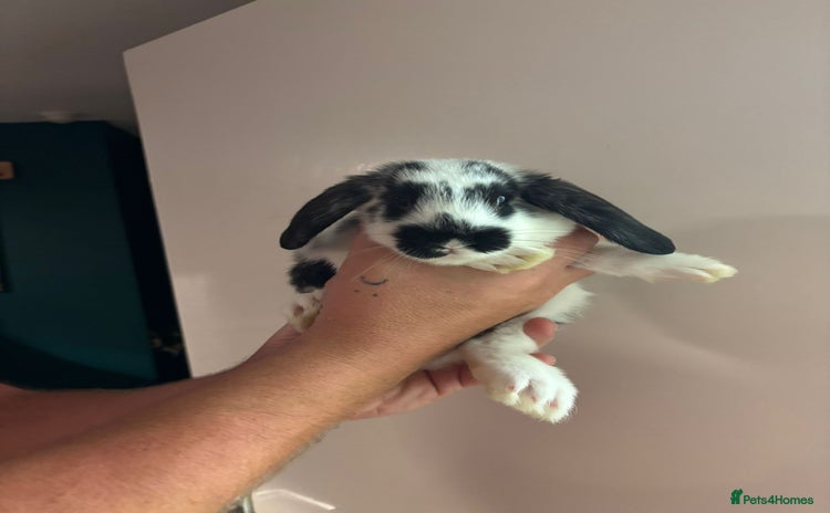 Mixed Breed rabbits - Advert 18