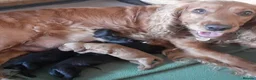 Mixed Breed dogs for sale: Cocker-tzu girl - Advert 5