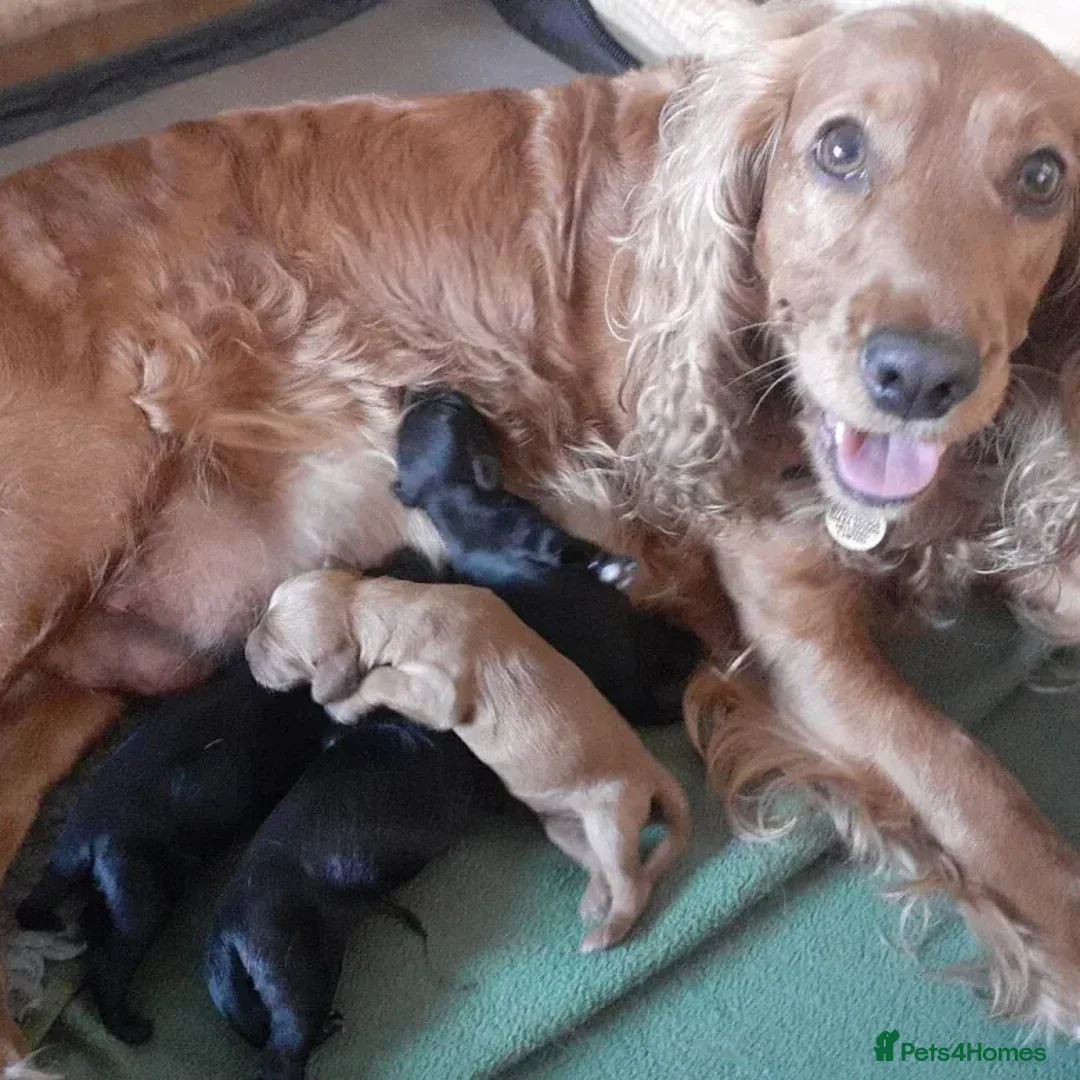Mixed Breed dogs for sale: Cocker-tzu girl - Advert 5