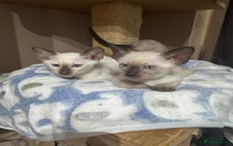 Siamese cats for sale: 6 cute Siamese kittens available  - Image 10