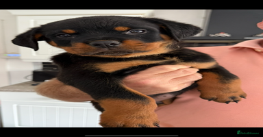 Rottweiler dogs - Advert 12