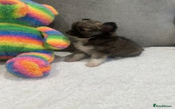 Chihuahua dogs for sale: chihuahuas puppies for sale  - Advert 16