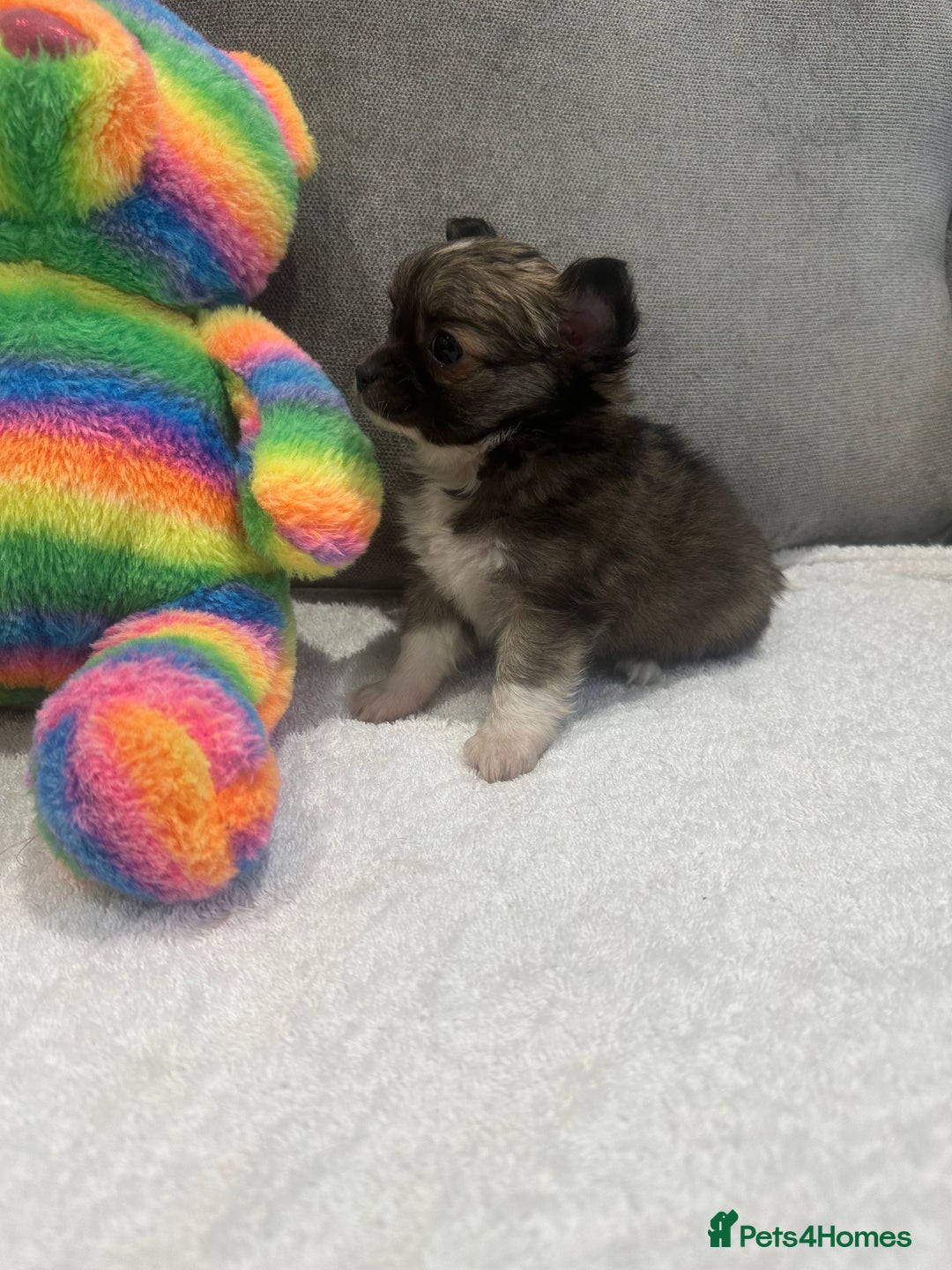 Chihuahua dogs for sale: chihuahuas puppies for sale  - Advert 16