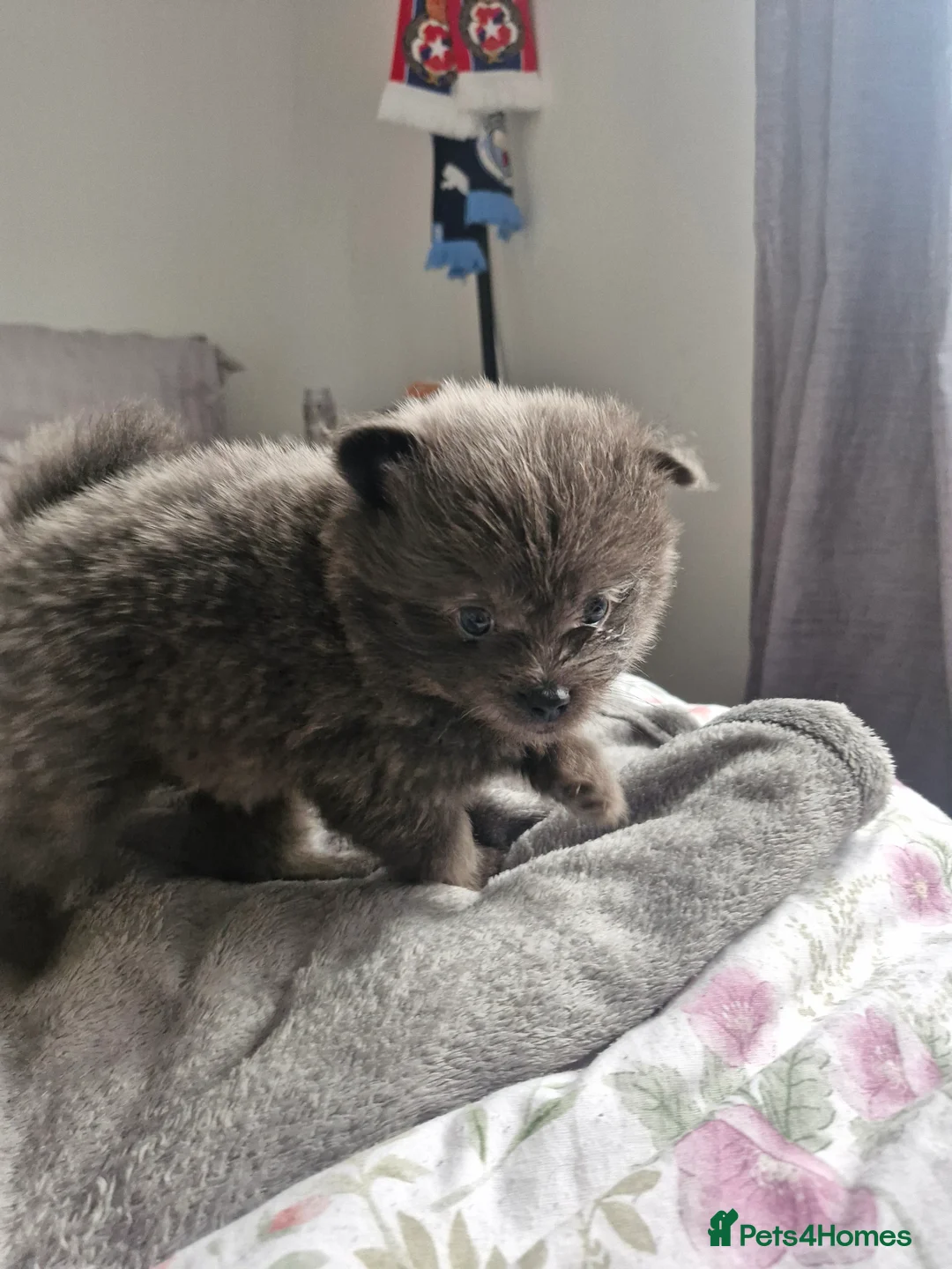 Pomapoo dogs for sale: ✨ Beautiful Pomapoo Puppies – 1,600 ✨ - Advert 29