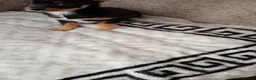 Miniature Pinscher dogs for sale: For Sale  - Advert 4
