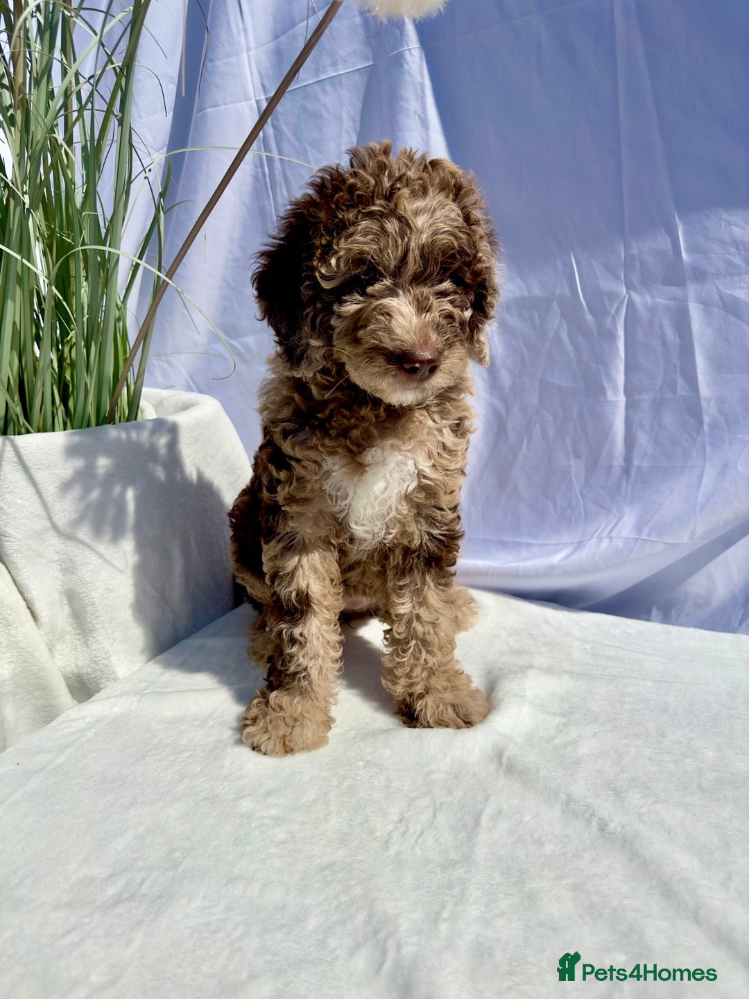 Mixed Breed dogs for sale: Goldendoodle/Australian double doodles  - Image 28