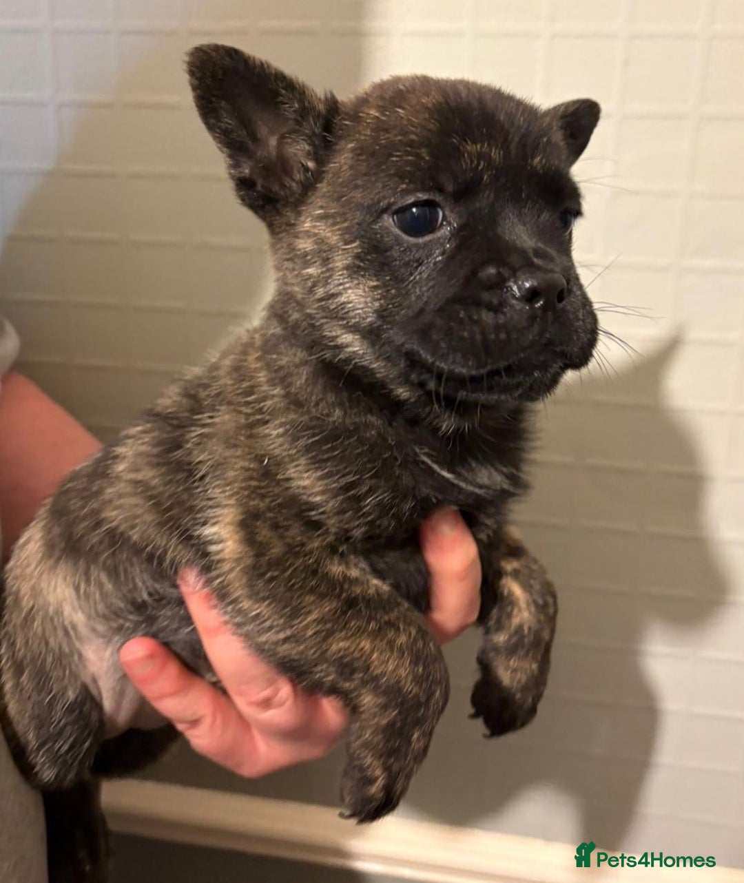 Mixed Breed dogs for sale: Adorable Frow Frow puppies ready now  - Advert 2