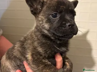 Mixed Breed dogs Adorable Frow Frow puppies ready now - Advert 15