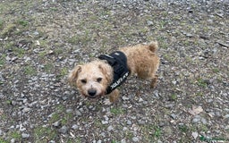Mixed Breed dogs for sale: Playful mixed terrier looking for forever home.  - Image 7