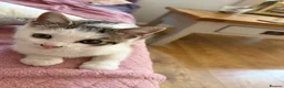 Mixed Breed cats for sale: Female Cat in Woking - Advert 6