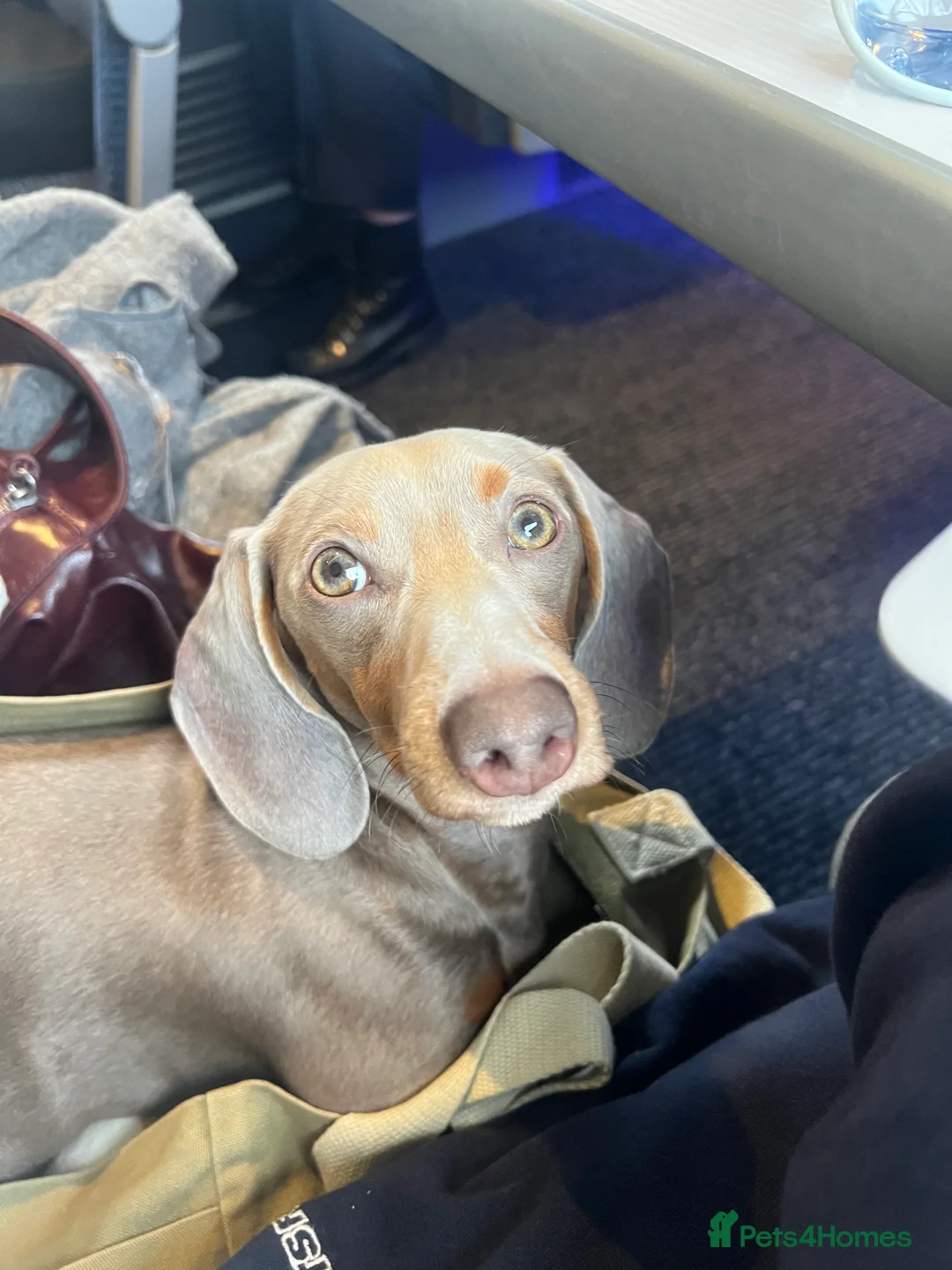 Miniature Dachshund dogs for sale: 9 month, KC registered miniature dachshund  - Advert 4