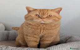 British Shorthair cats for sale: Show champion red British shorthair boy for sale  - Image 7