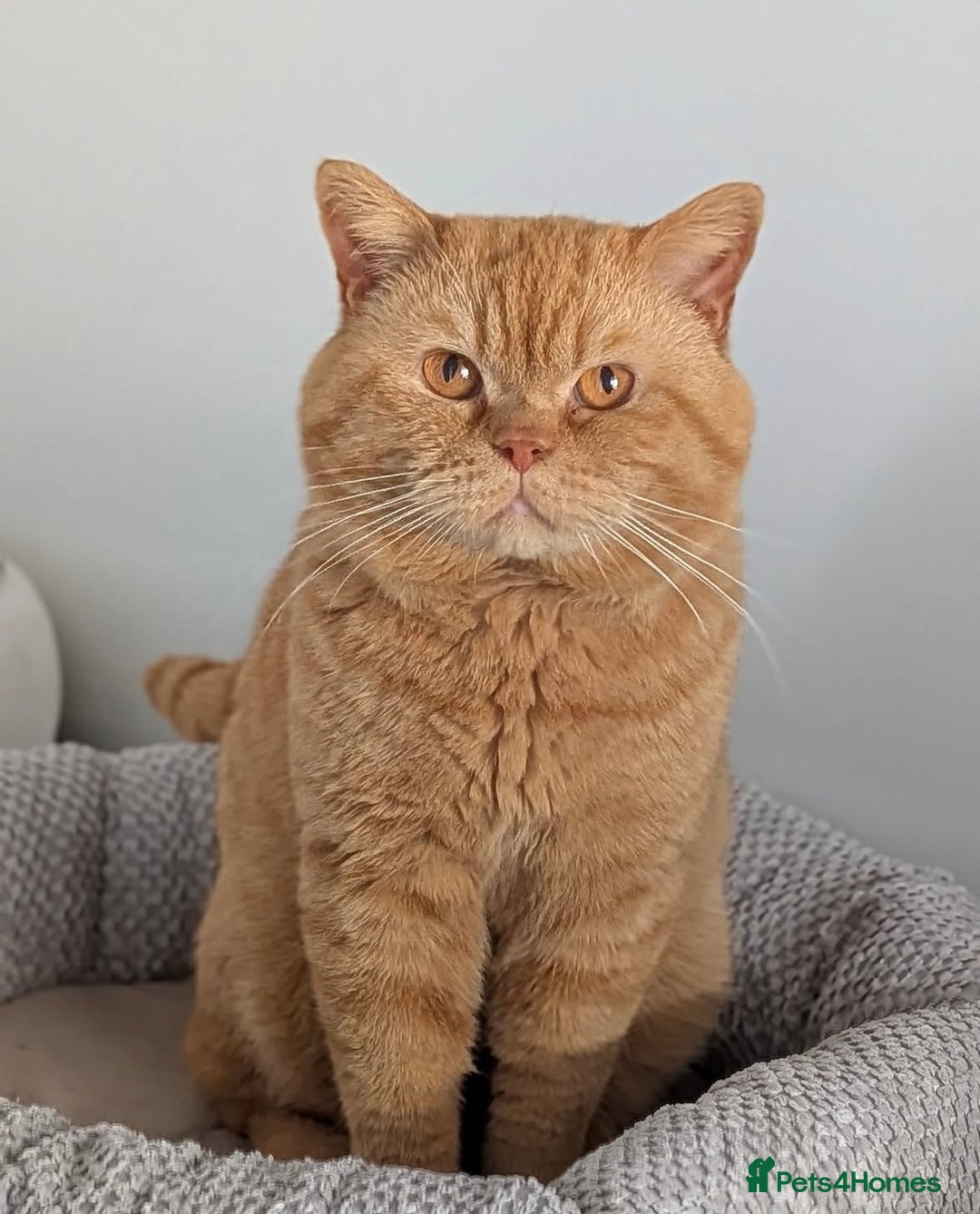 British Shorthair cats for sale: Show champion red British shorthair boy for sale  - Image 7