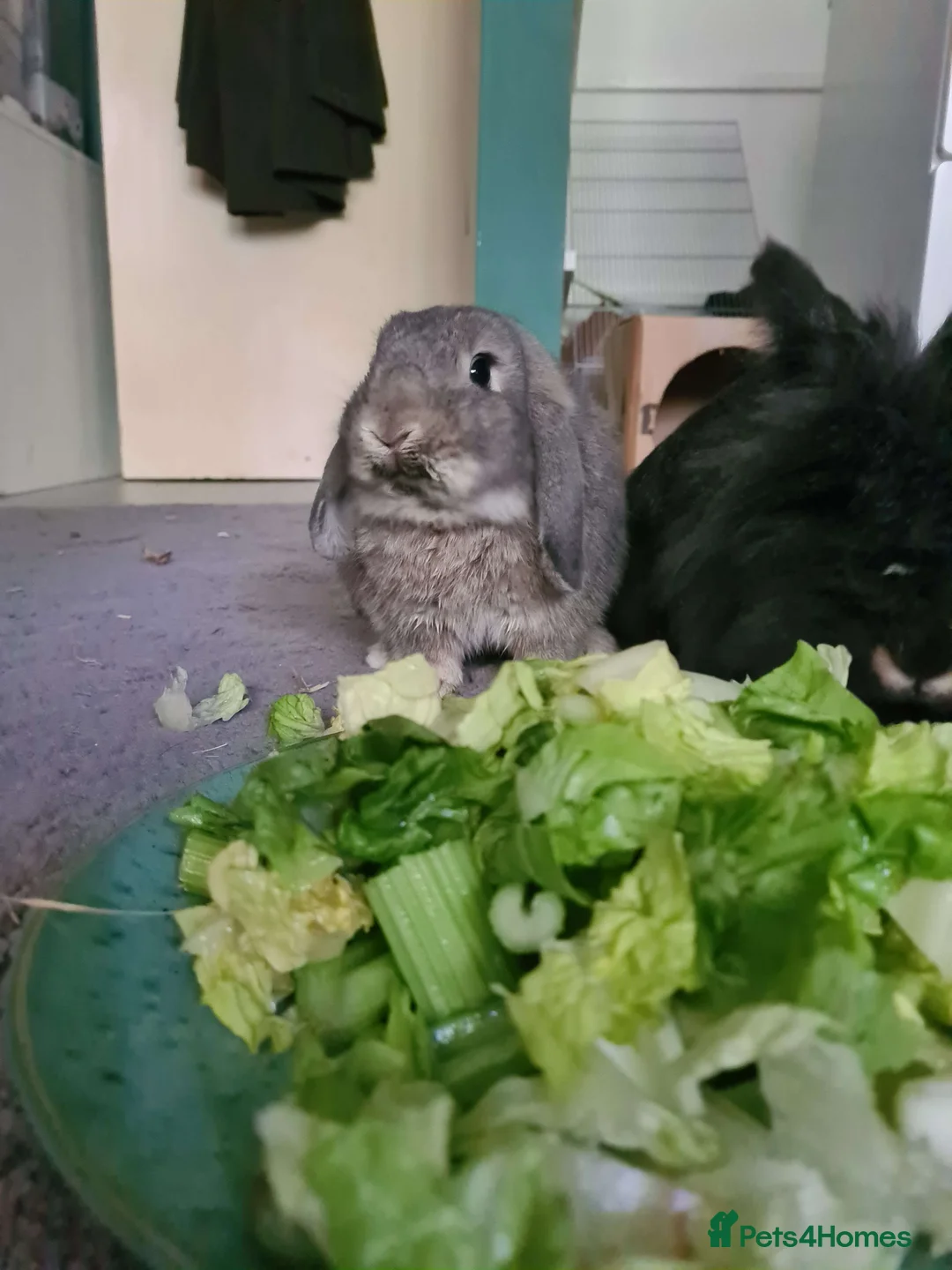 Mixed Breed rabbits for sale: BONDED PAIR- mini lop and lionhead - Advert 1