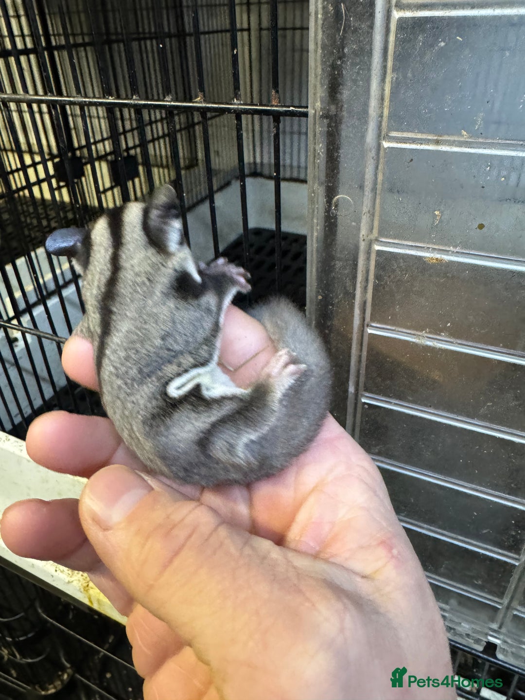 Sugar Glider rodents for sale: Baby gliders ready now  - Advert 7