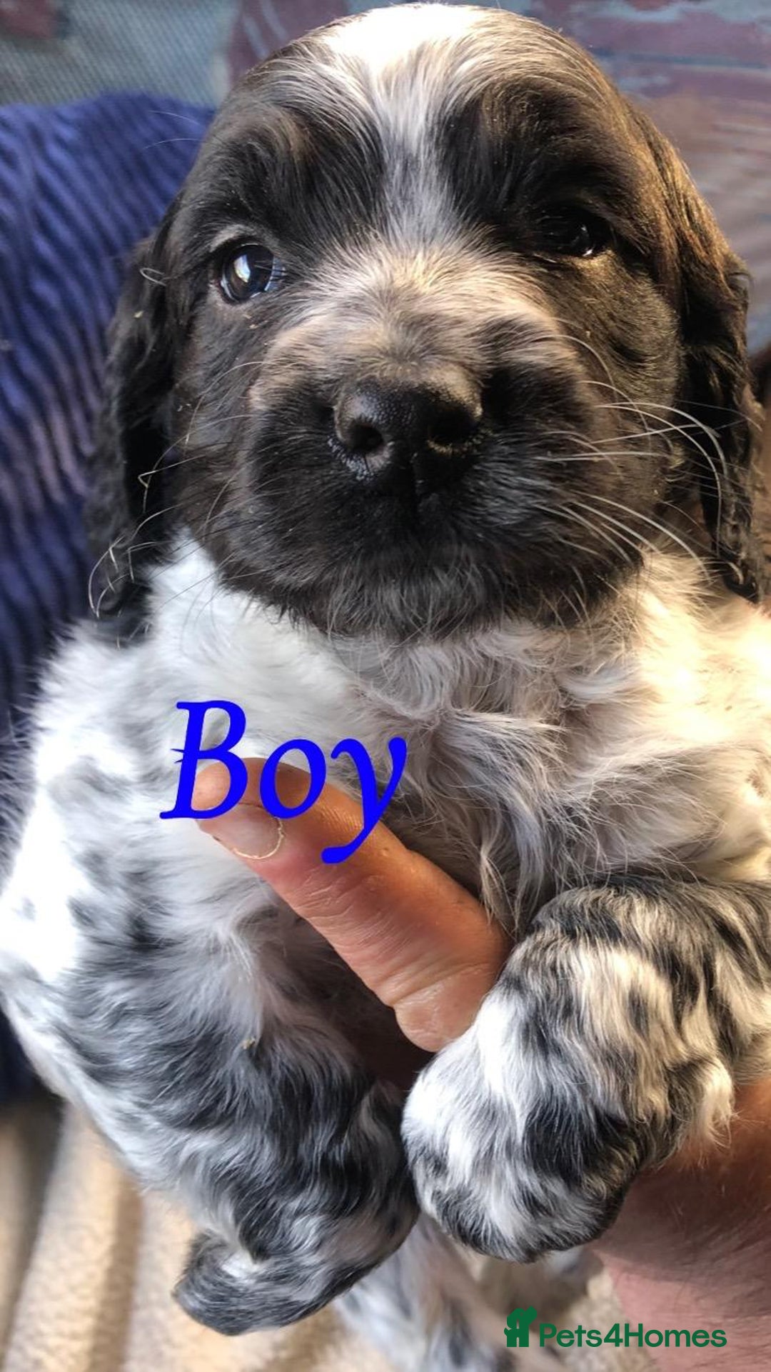 Cocker Spaniel dogs for sale: Beautiful Cocker Spaniel Puppies - Advert 1