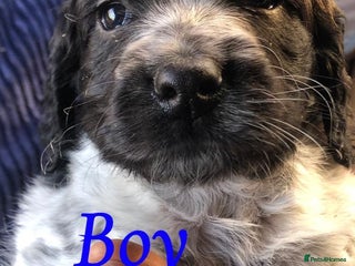 Cocker Spaniel dogs Beautiful Cocker Spaniel Puppies - Advert 1