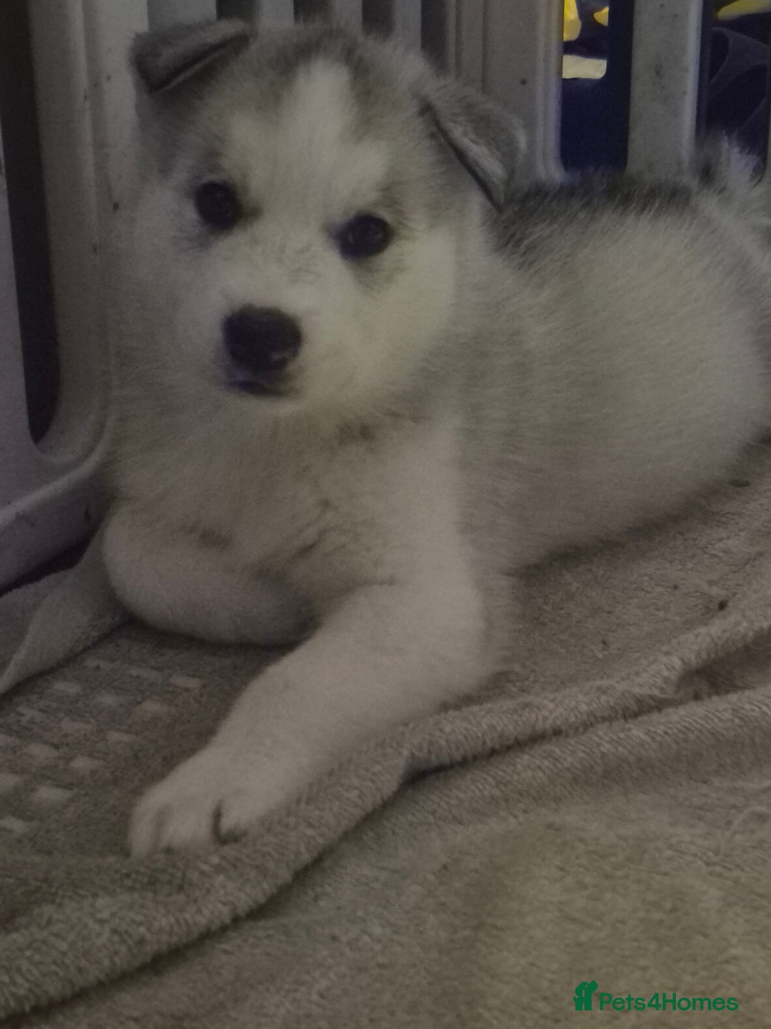 Alaskan Malamute dogs for sale: Beautiful husky malmute puppies ready NOW  - Advert 14