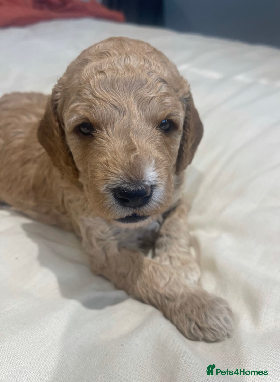 Cockapoo dogs for sale: Beautiful Cockapoo puppies near London - Advert 10