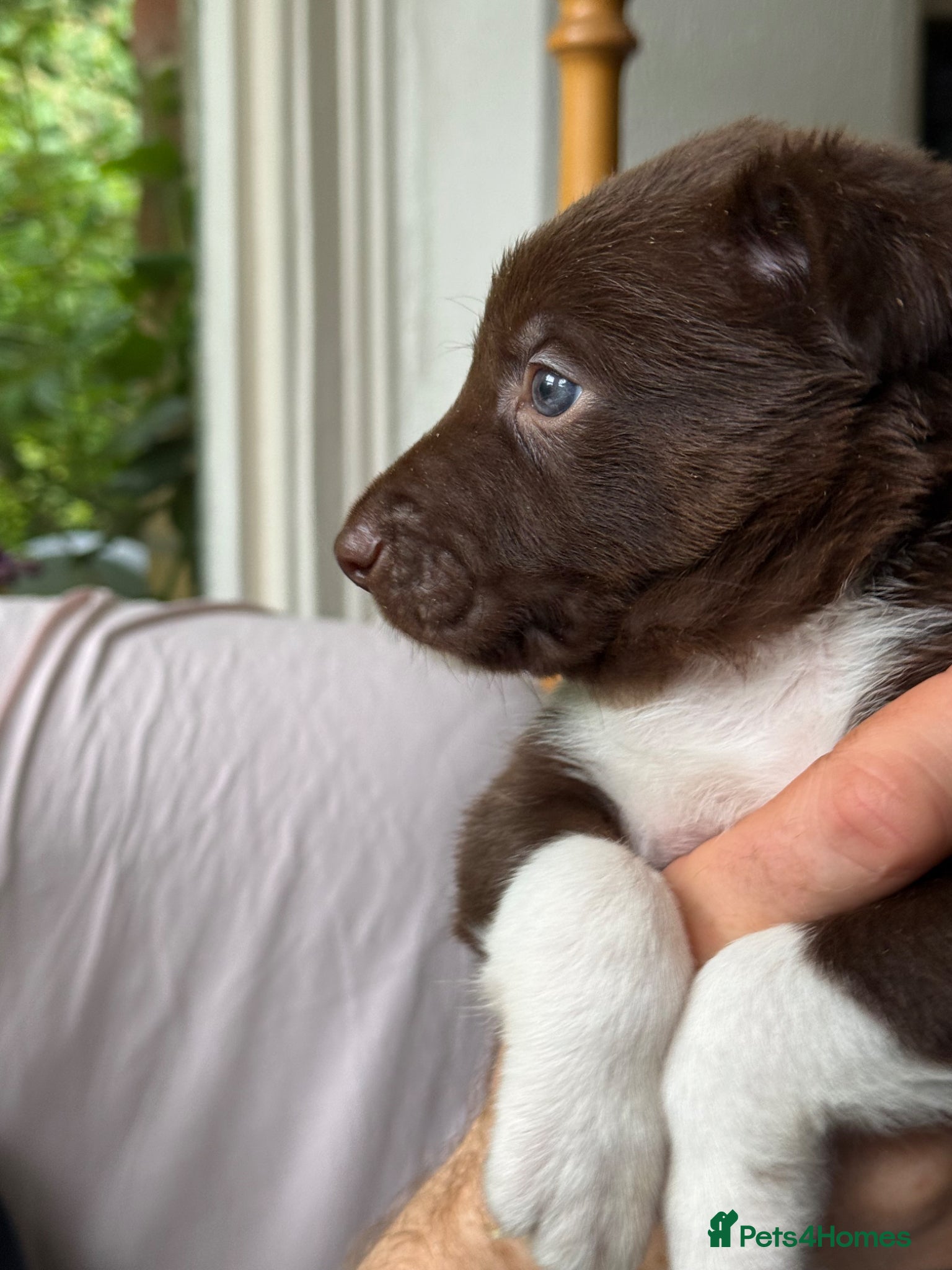 Border Collie dogs BC puppies raised with every possible advantage - Advert 7