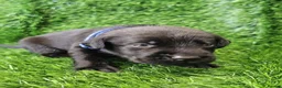 Labrador Retriever dogs for sale: Lovely Labrador puppy’s  in Taunton - Advert 5