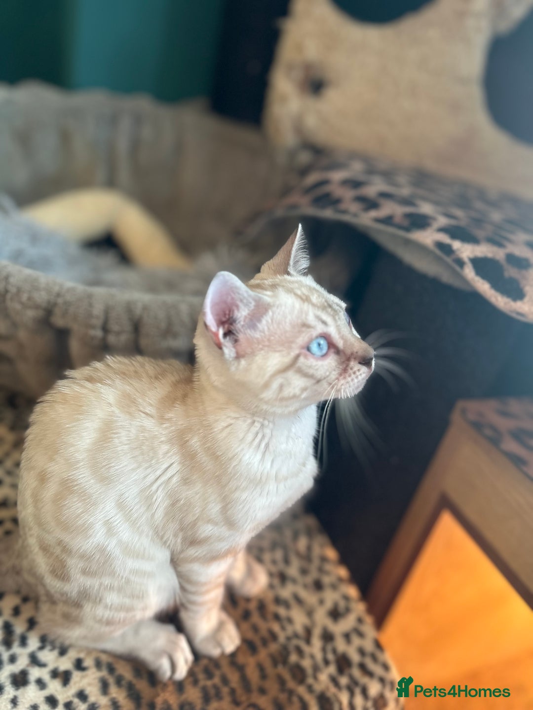 Bengal cats for sale: Two incredibly friendly TICA reg kittens  in Darwen - Image 19