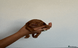 Cocker Spaniel dogs for sale: Pedigree Cocker Spaniel Puppies  - Image 8