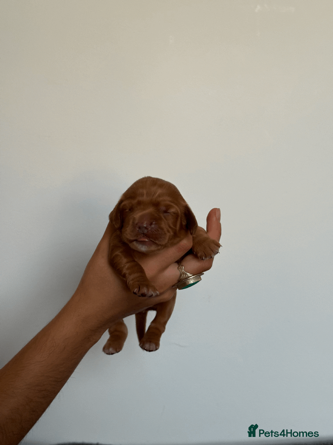 Cocker Spaniel dogs for sale: Pedigree Cocker Spaniel Puppies  - Image 8