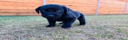 Labrador Retriever dogs for sale: KC Registered Labrador Puppies 🐾🐾🐾 - Advert 15