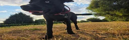 Mixed Breed dogs for sale: Huskador in Spalding - Advert 3