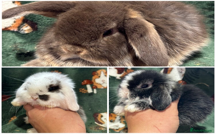 Mini Lop rabbits - Advert 1