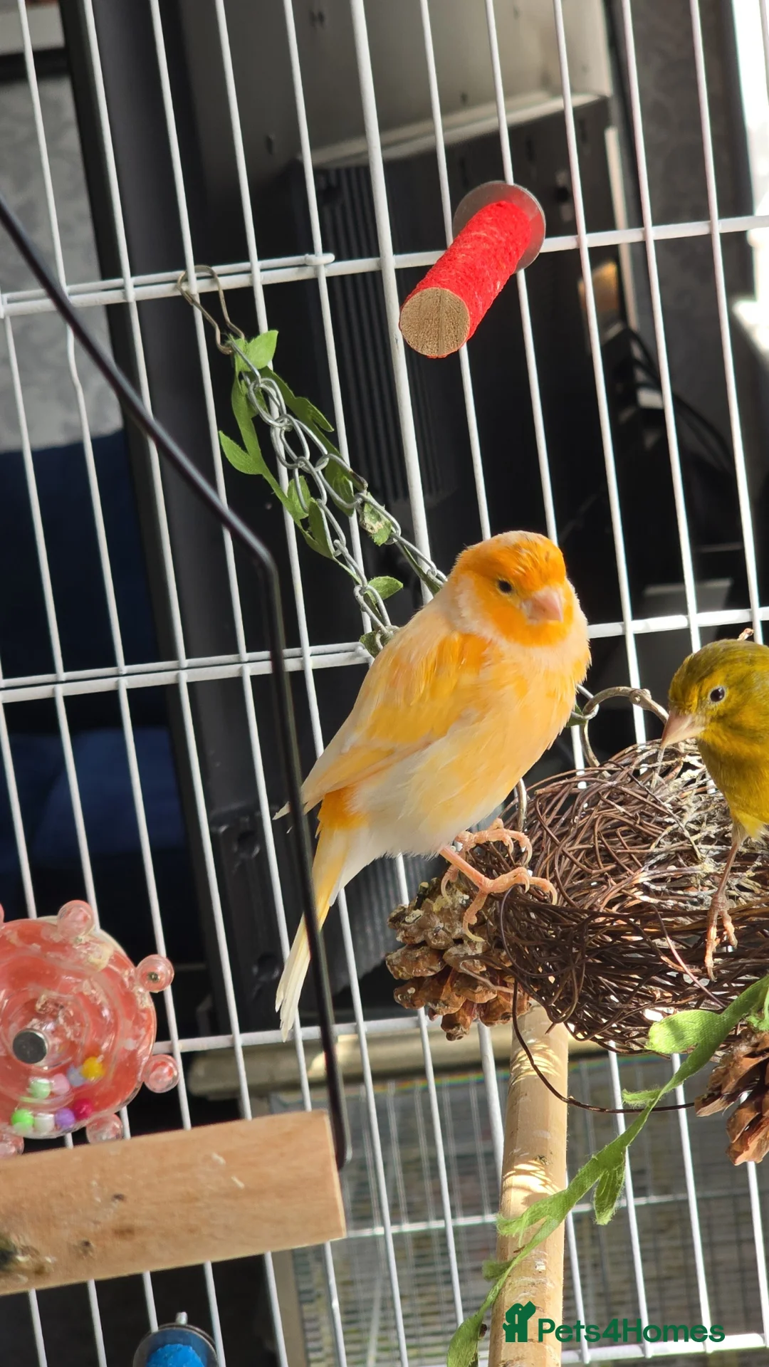 Canaries birds for sale: Canary  - Advert 1