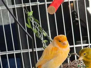 Canaries birds Canary - Advert 1