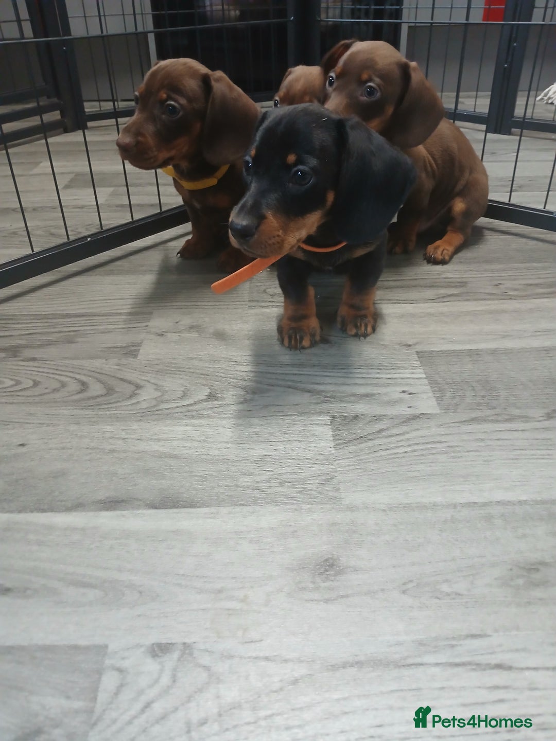 Dachshund dogs for sale: Dachshund puppies  - Advert 12